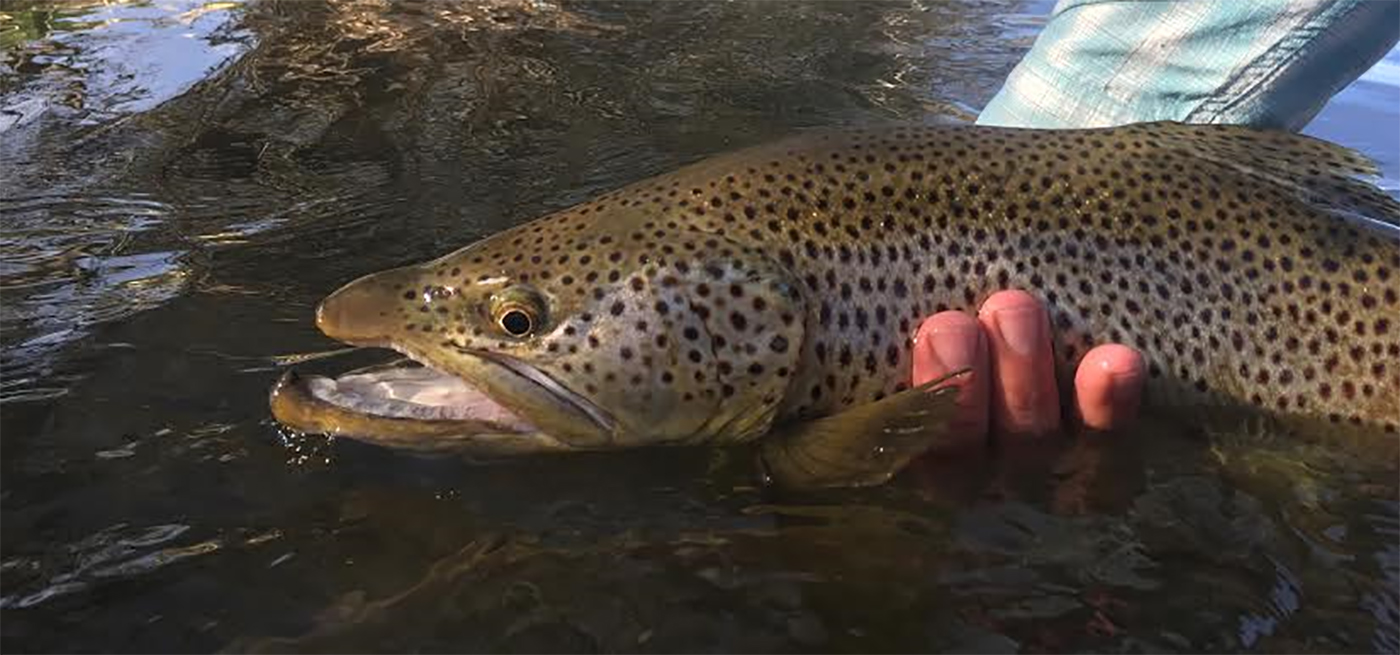 Fly fisherman releases a large brown trout