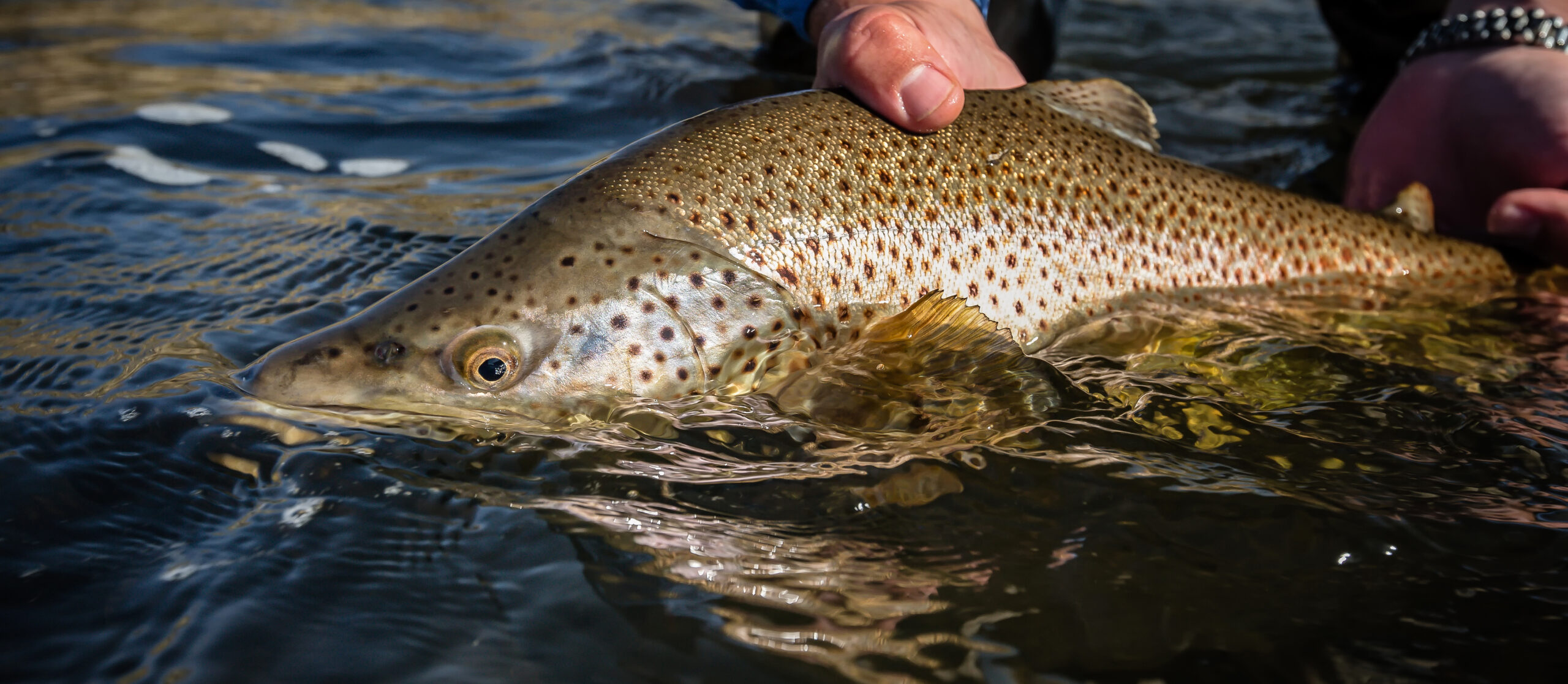 Lower River Brown Trout, Henry's Fork